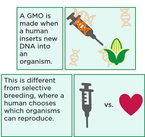 gmo full form and examples